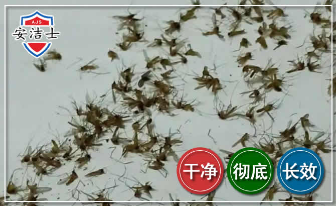 舟山苍蝇防治-灭蝇