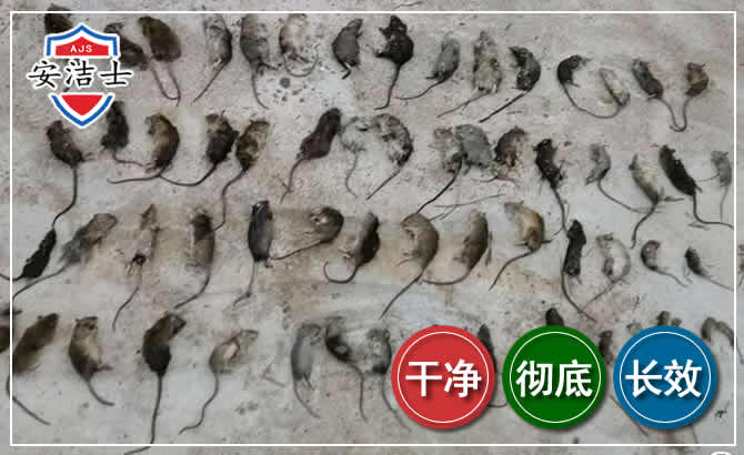 舟山鼠害防治-灭鼠