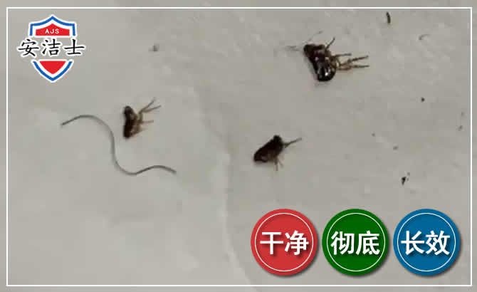 舟山跳蚤防治-灭跳蚤