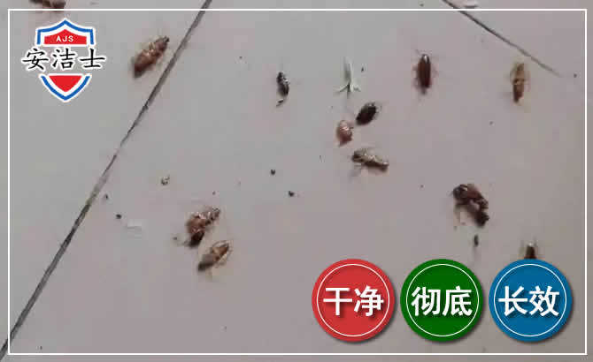 舟山蟑螂防治-灭蟑螂