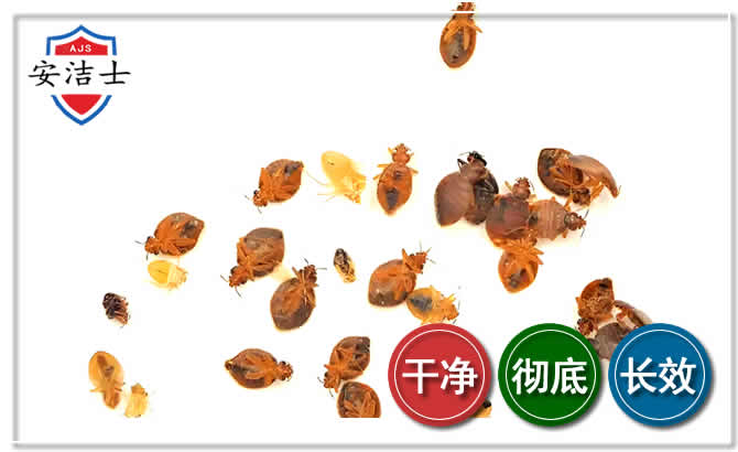 舟山臭虫防治-消灭臭虫